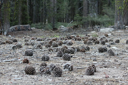 brown pine cones on grounds thumbnail