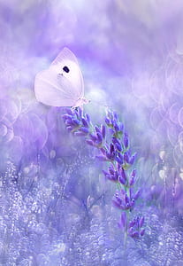 white cabbage butterfly on purple flowers thumbnail