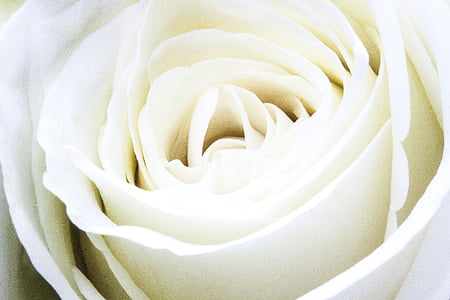 white rose flower closed up photography thumbnail