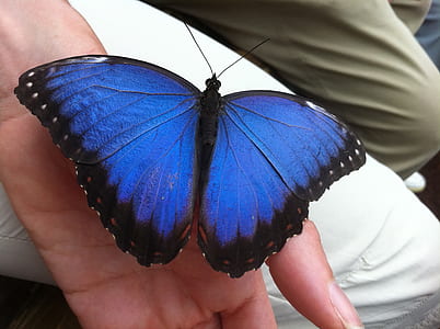 morpho butterfly perched on left human hand at daytime thumbnail
