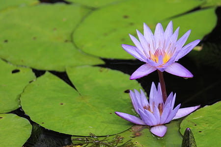 two purple water lily flowers in bloom thumbnail