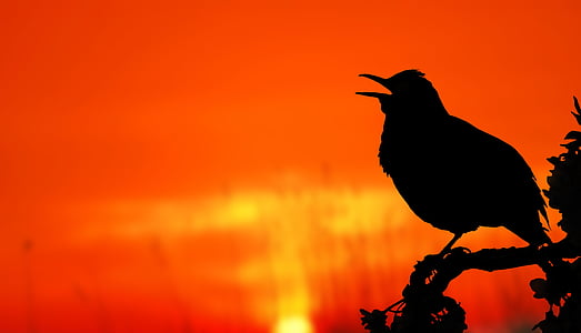 silhouette of passerine bird perched on tree thumbnail