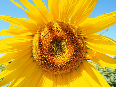 sunflower thumbnail