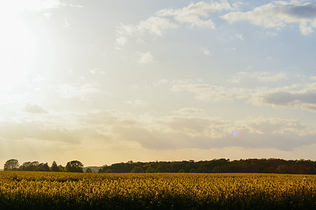 landscape photography of field of flowers under cloudy sky during daytime thumbnail