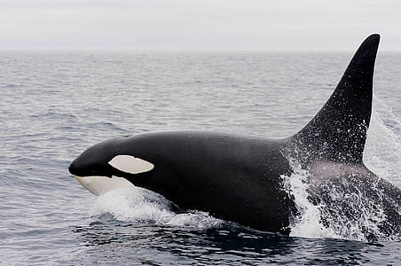 black and white killer whale in body of water during daytime thumbnail