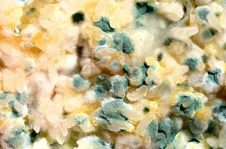 closeup photo of rice thumbnail