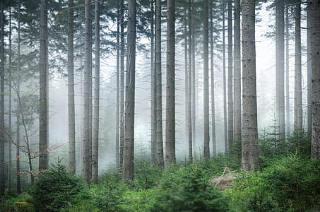 forest surrounded with mist thumbnail