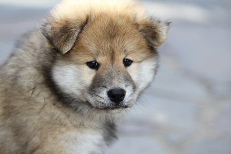 short-coated tan and white puppy thumbnail