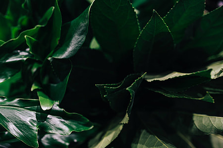 Close-ups of green plant leaves thumbnail