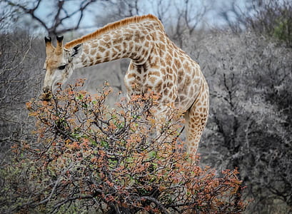 brown giraffe eating plant at daytime thumbnail