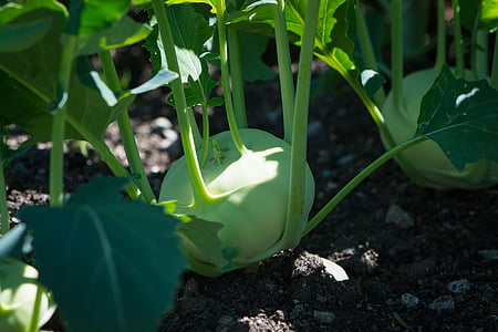 kohlrabi, garden, in the garden, vegetable garden, vegetables, frisch thumbnail