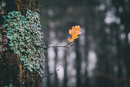 selective focus photography of leaf thumbnail
