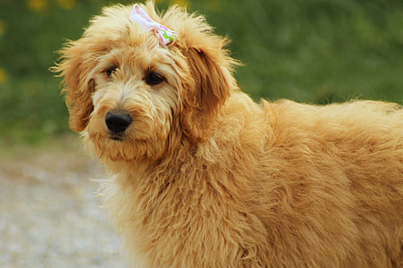 medium long-coated fawn dog thumbnail