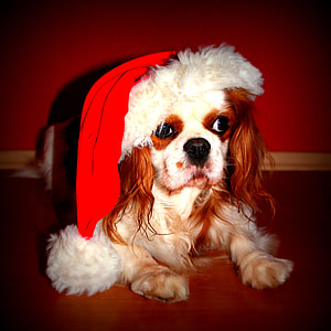 brown and white Cavalier King Charles spaniel with red christmas hat thumbnail