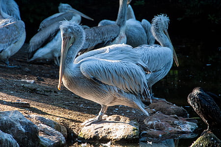 flock of stork on ground thumbnail