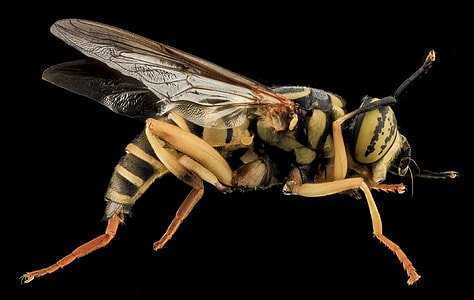 close up photo of yellow jacket thumbnail