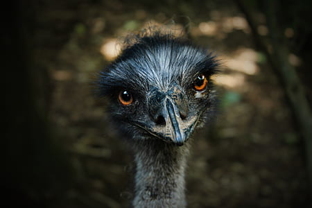 bird, animal, cute, zoo thumbnail