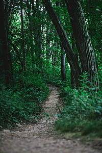 pathway of trees during daytime thumbnail
