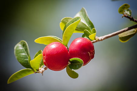 selective focus photography of red fruit thumbnail