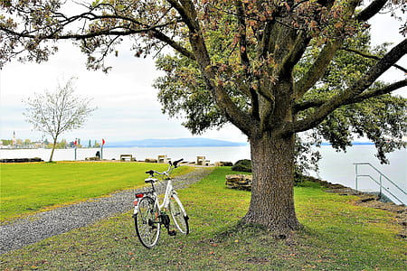 photo of white city bike near green leaf tree thumbnail