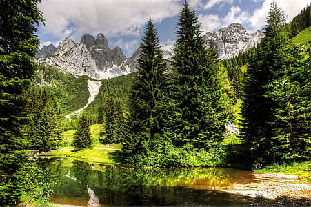 green pinetree near body of water thumbnail