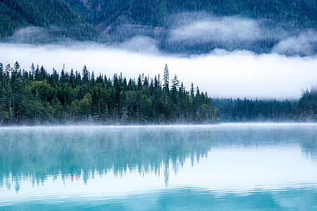 trees near body of water thumbnail