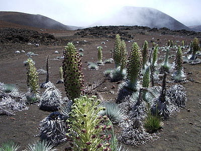 Landscape at high altitude at Haleakala National Park, Hawaii thumbnail