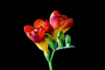 red freesia flower macro photography thumbnail