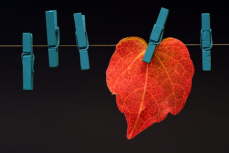 red maple leaf with clothes clip thumbnail