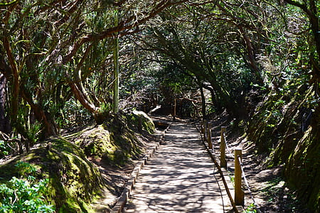 pathway surrounded with trees thumbnail