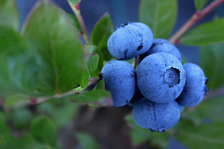 bunch of blueberry thumbnail
