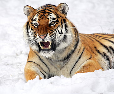 tiger resting on snow field thumbnail