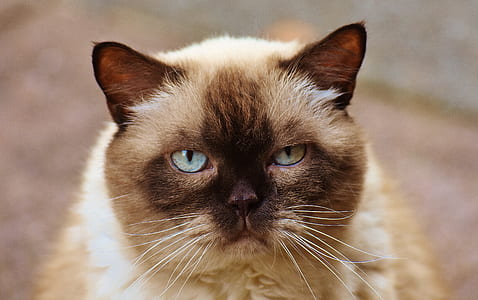 close-up photo of beige Himalayan cat thumbnail