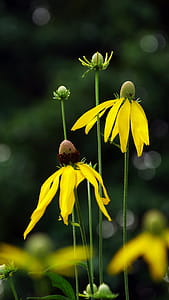 Tall Prairie Coneflowers thumbnail