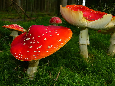 red and white mushrooms thumbnail