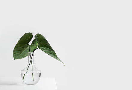 potted green plant on white surface thumbnail