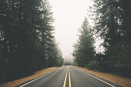 photo of black asphalt road between pine trees thumbnail