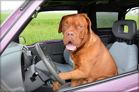 dog on car driver seat thumbnail