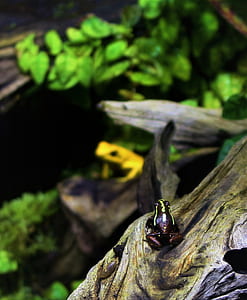 black and green frog on tree log thumbnail