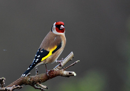 shallow focus photography of brown yellow black and red bird on tree branch during daytime thumbnail