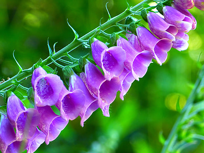 purple flowers thumbnail