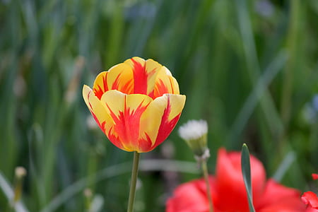 selective focus photo of yellow and red tulip flower thumbnail