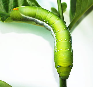 animal, bright, caterpillar, close-up, color thumbnail
