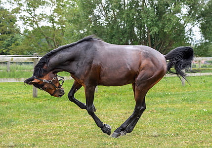black and brown horse thumbnail