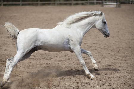 white horse thumbnail