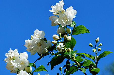 white flowers thumbnail