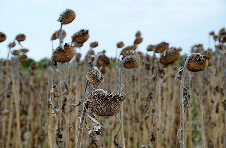dried sunflowers thumbnail