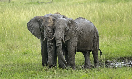 two gray elephants on green grass field thumbnail