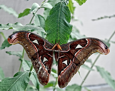 brown and white moth on leaf thumbnail