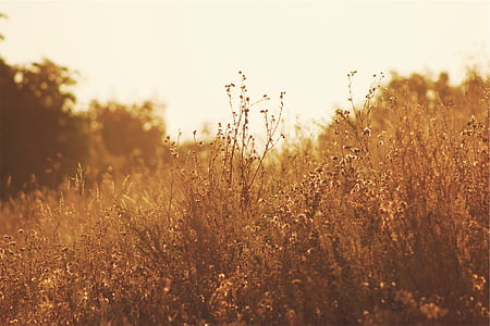 selective focus photography of brown grass thumbnail